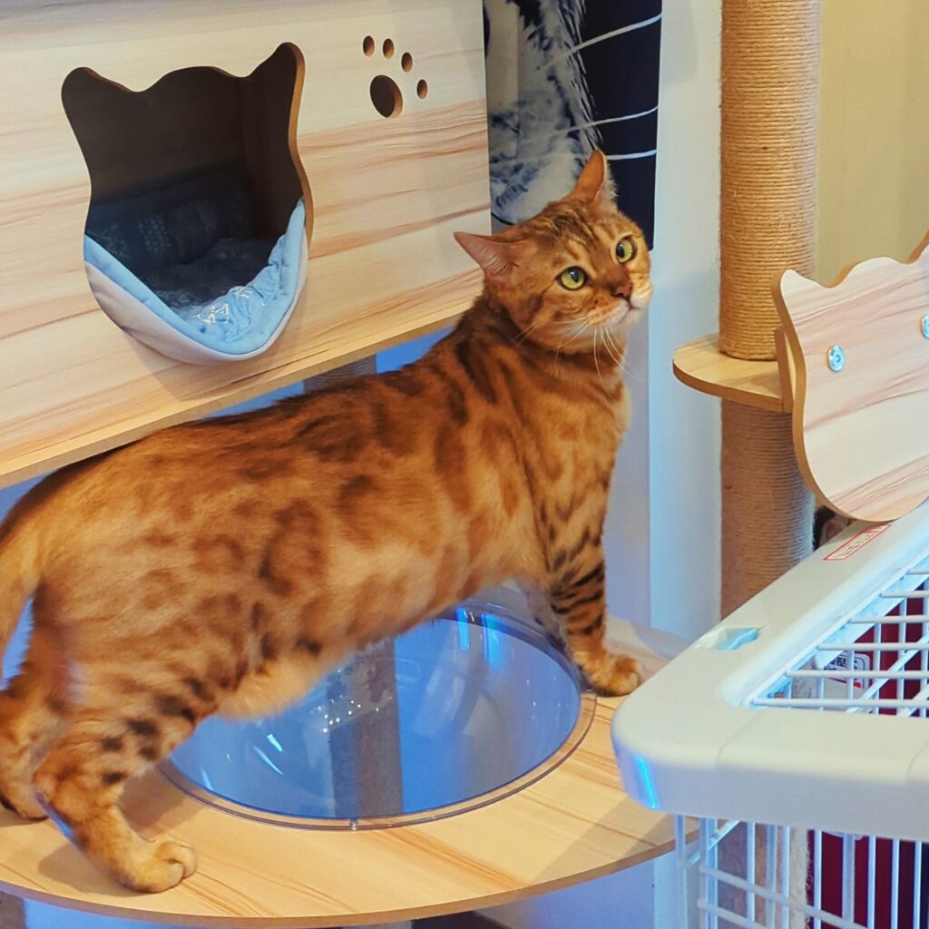 街貓咖啡 Street Cat Café