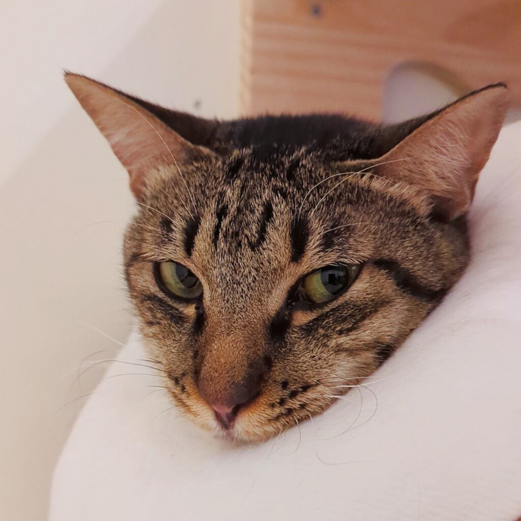 街貓咖啡 Street Cat Café