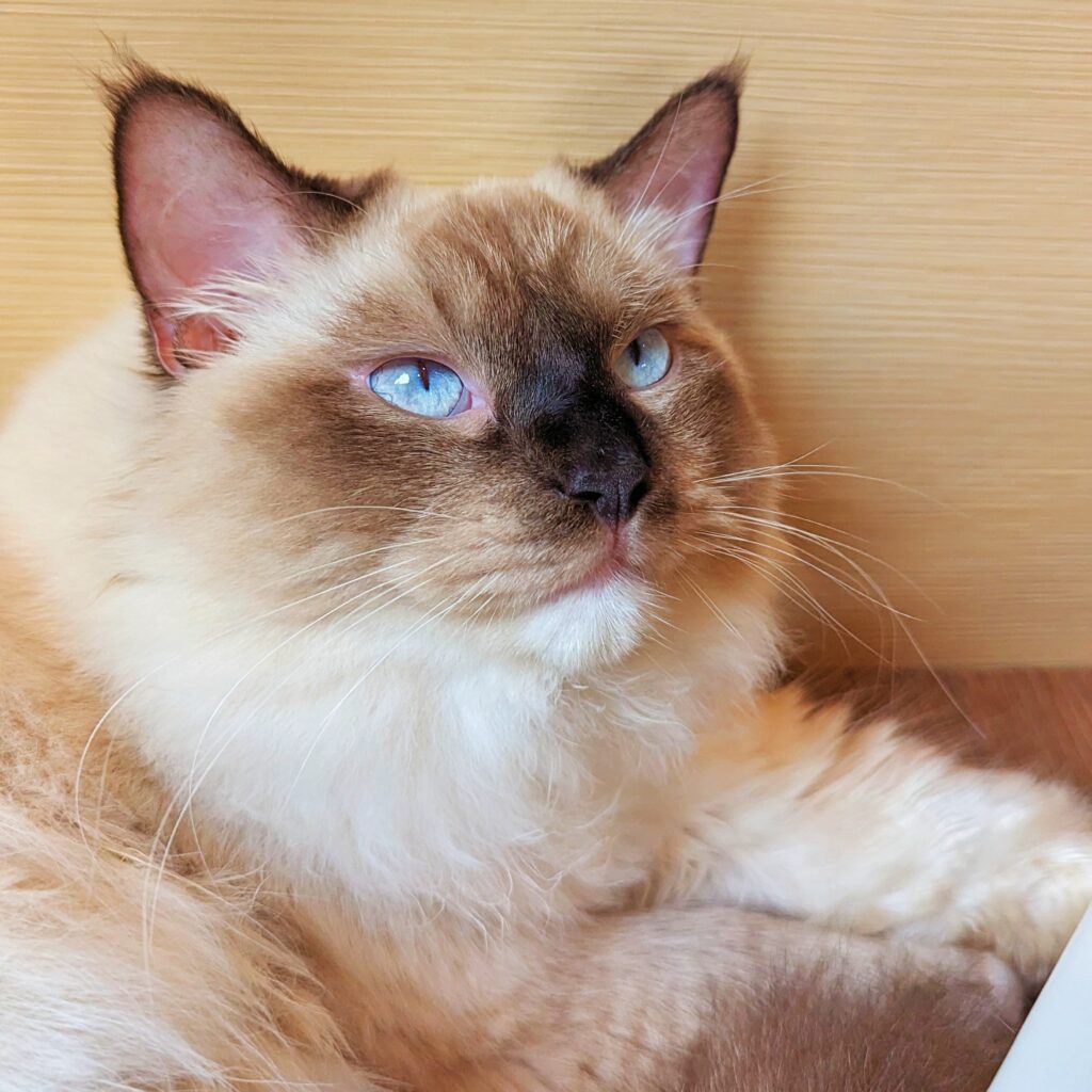 街貓咖啡 Street Cat Café