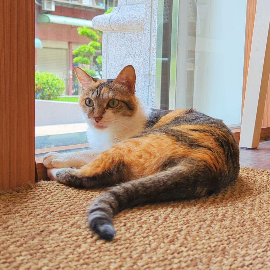 街貓咖啡 Street Cat Café