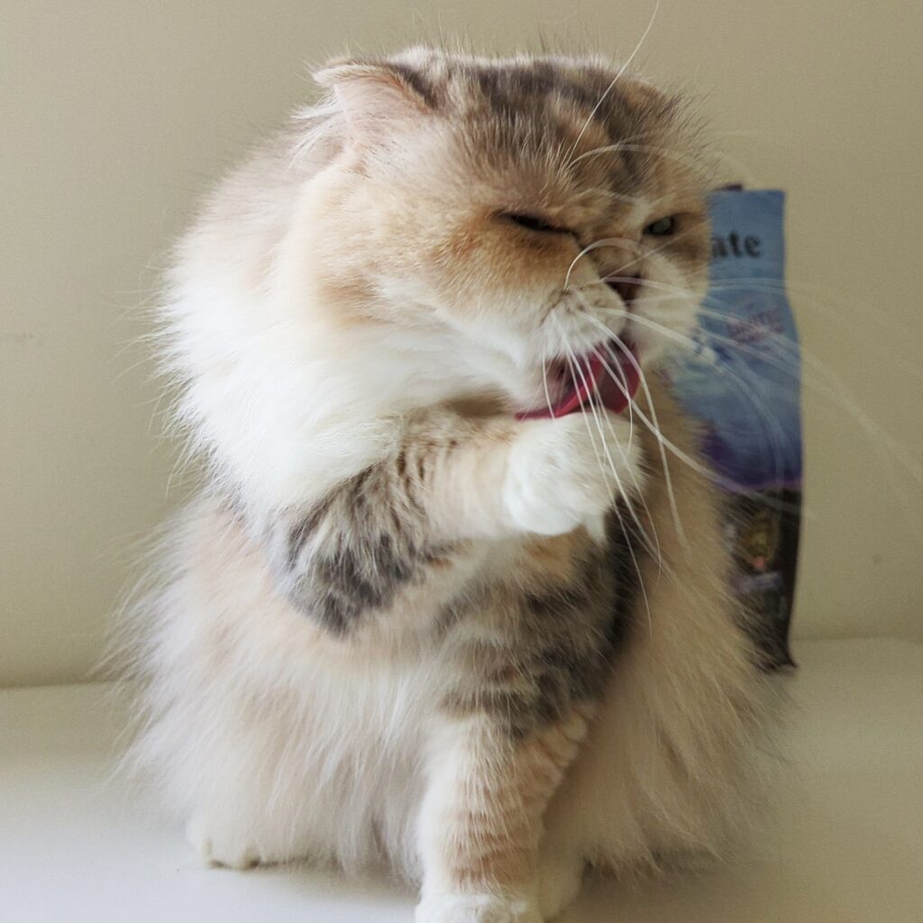 貓飼料開箱｜第一饗宴評價：WDJ推薦平價加拿大飼料，貓咪無穀飼料推薦，挑嘴貓也愛吃的飼料