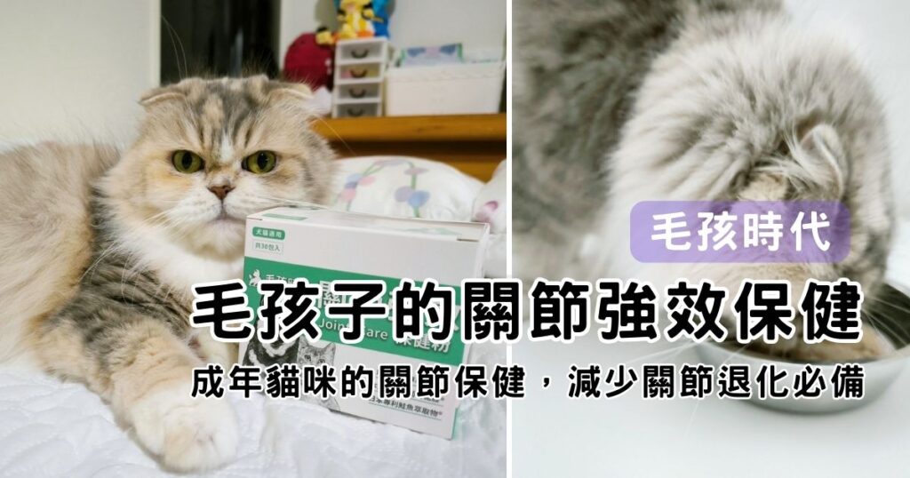 貓咪保健｜毛孩時代-關節強效保健粉｜寵物關節保健品推薦，折耳貓貓必備保健品！