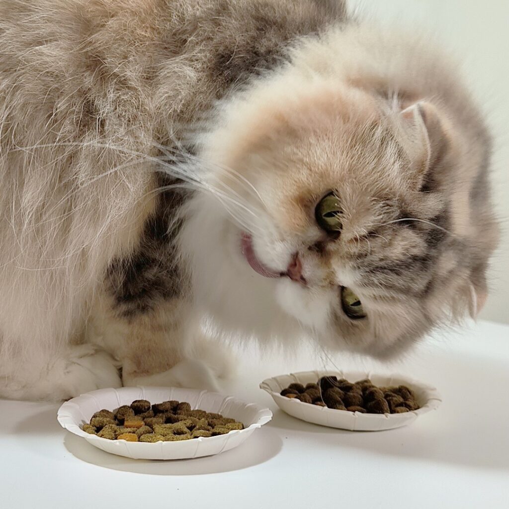 無穀低敏處方飼料開箱｜八犬寵物｜Nutrience紐崔斯CARE+評價，2024飼料推薦-毛球控制配方與口腔護理控制配方，長毛貓咪又不愛刷牙怎麼辦？只好從飲食著手改善！
