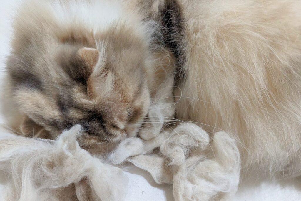 無穀低敏處方飼料開箱｜八犬寵物｜Nutrience紐崔斯CARE+評價，2024飼料推薦-毛球控制配方與口腔護理控制配方，長毛貓咪又不愛刷牙怎麼辦？只好從飲食著手改善！