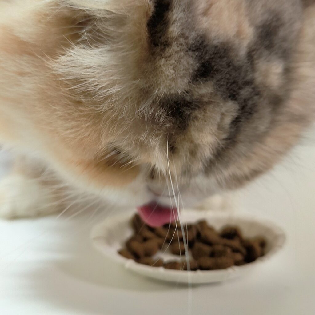 無穀低敏處方飼料開箱｜八犬寵物｜Nutrience紐崔斯CARE+評價，2024飼料推薦-毛球控制配方與口腔護理控制配方，長毛貓咪又不愛刷牙怎麼辦？只好從飲食著手改善！