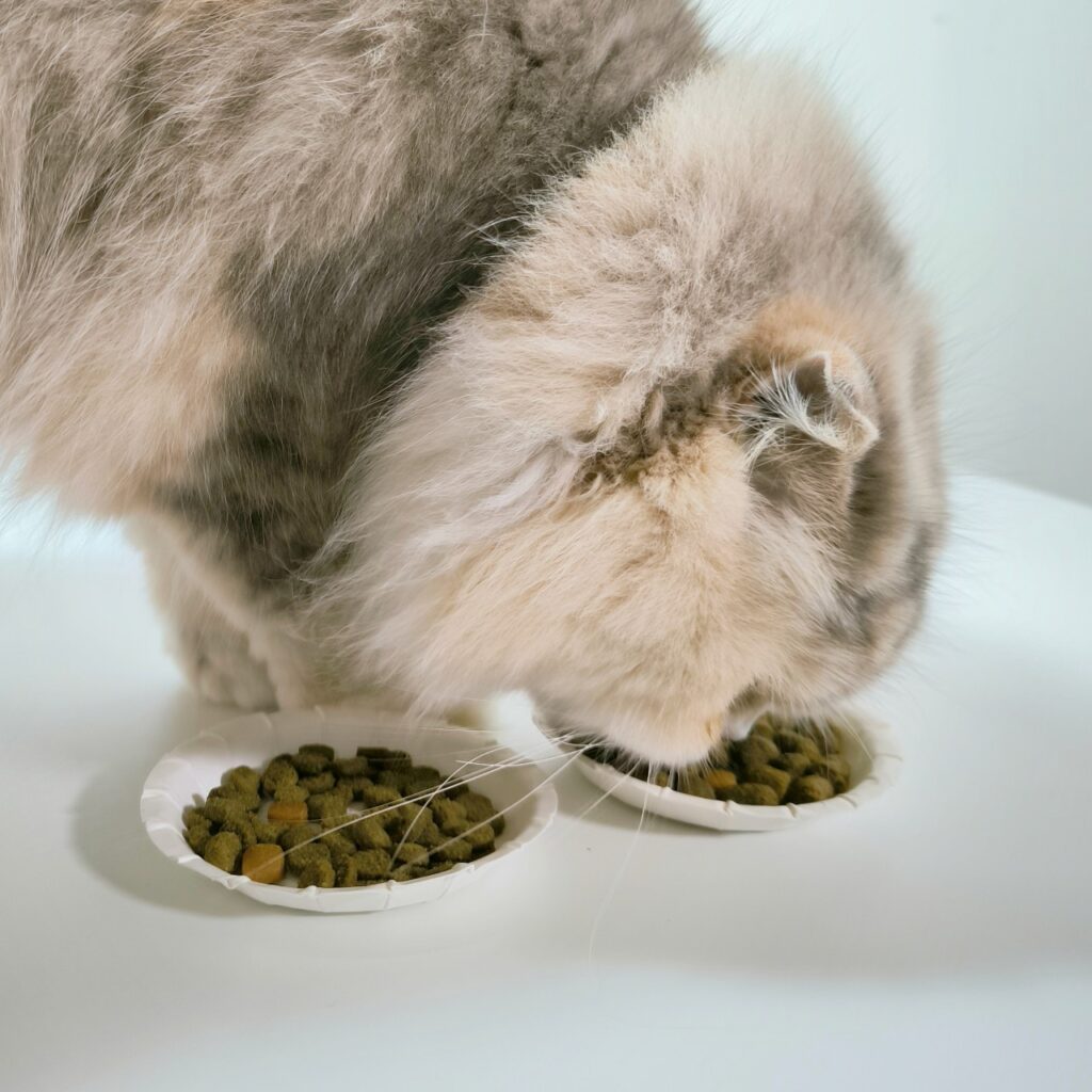 無穀低敏處方飼料開箱｜八犬寵物｜Nutrience紐崔斯CARE+評價，2024飼料推薦-毛球控制配方與口腔護理控制配方，長毛貓咪又不愛刷牙怎麼辦？只好從飲食著手改善！