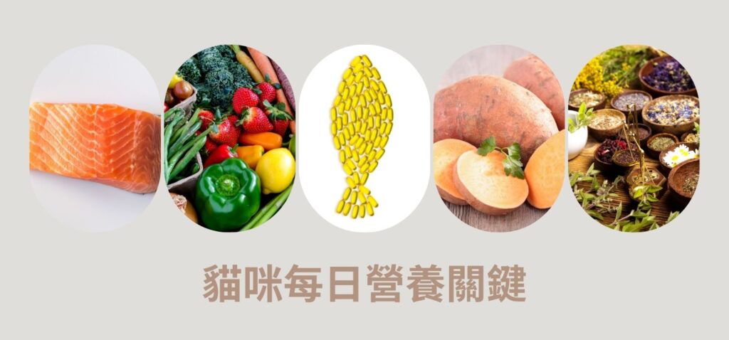 貓咪開箱｜八犬寵物｜2024飼料推薦-Nutrience紐崔斯「無穀養生貓-六種魚(深海鱈魚&漢方草本)」貓飼料開箱囉