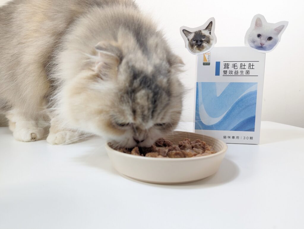 貓咪益生菌開箱｜和樂茸茸Pawsitive｜茸毛肚肚雙效益生菌貓咪，一顆抵四瓶，腸胃與胃腸道的健康，補足貓咪每日胺基酸，一次搞定！