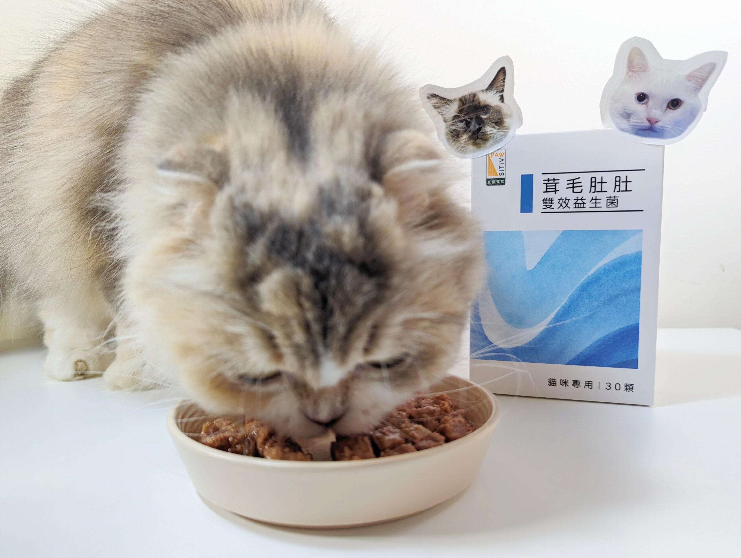 貓咪益生菌開箱｜和樂茸茸Pawsitive｜茸毛肚肚雙效益生菌貓咪，一顆抵四瓶，腸胃與胃腸道的健康，補足貓咪每日胺基酸，一次搞定！