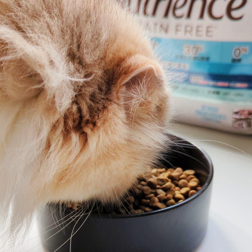 貓咪開箱｜八犬寵物｜2024飼料推薦-Nutrience紐崔斯「無穀養生貓-六種魚(深海鱈魚&漢方草本)」貓飼料開箱囉