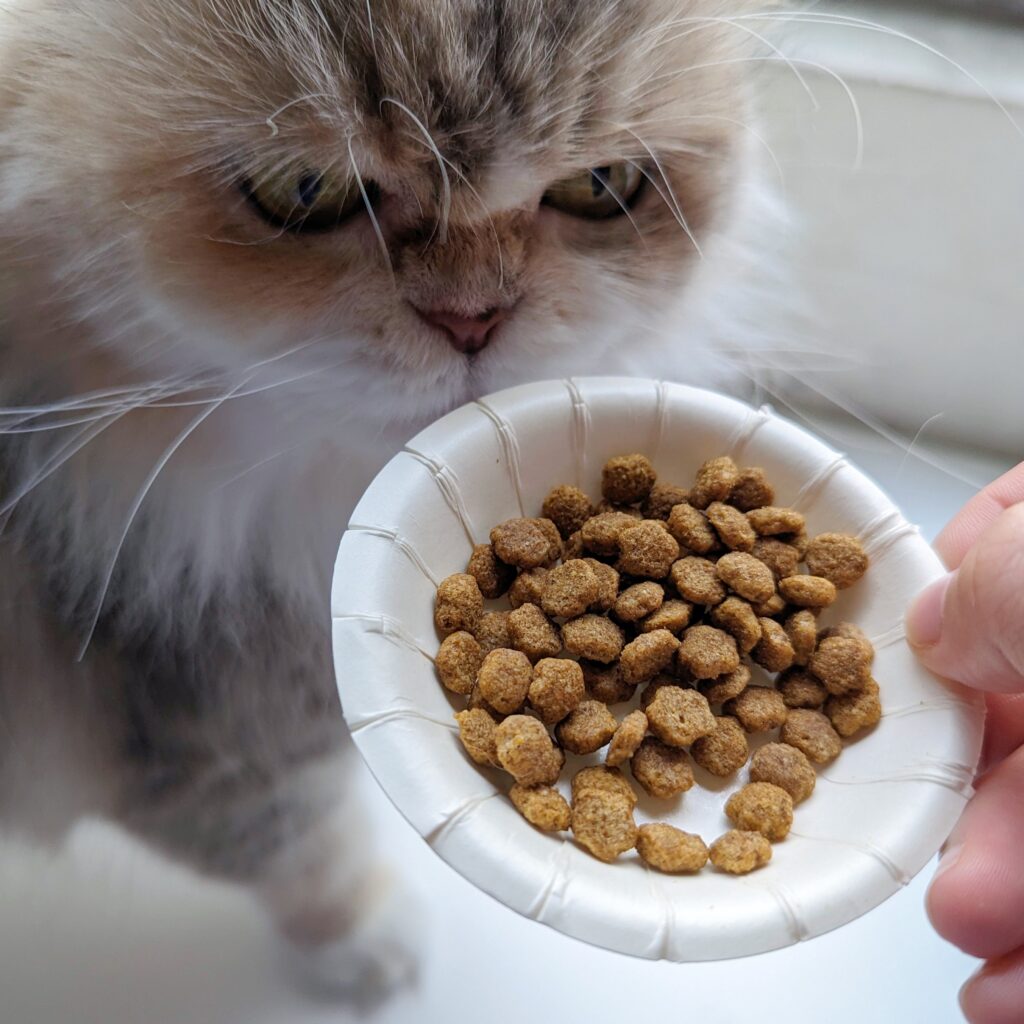 2024寵物糧推薦｜品果國際｜低敏配方寵物飼料開箱，貓咪三重奏 義大利啓蒙Gemon 貓用 主食糧＋主食罐＋餐包，怎麼吃都不會膩