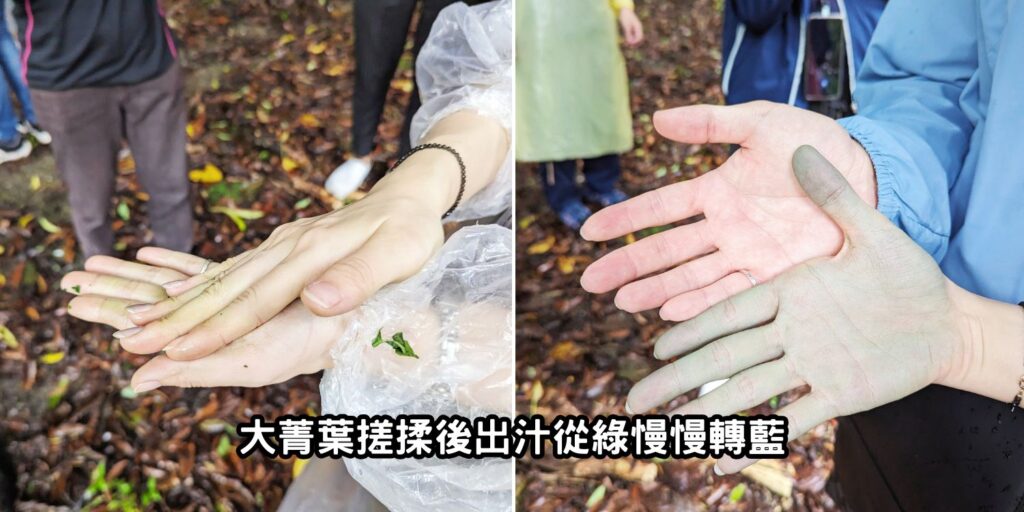 新北一日遊｜三峽藍金深度旅遊｜適合親子體驗，深入白雞山從採葉到藍染的製作過程全公開，冠軍茶葉廠品味三峽好茶