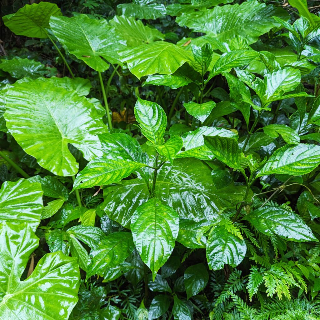 新北一日遊｜三峽藍金深度旅遊｜適合親子體驗，深入白雞山從採葉到藍染的製作過程全公開，冠軍茶葉廠品味三峽好茶