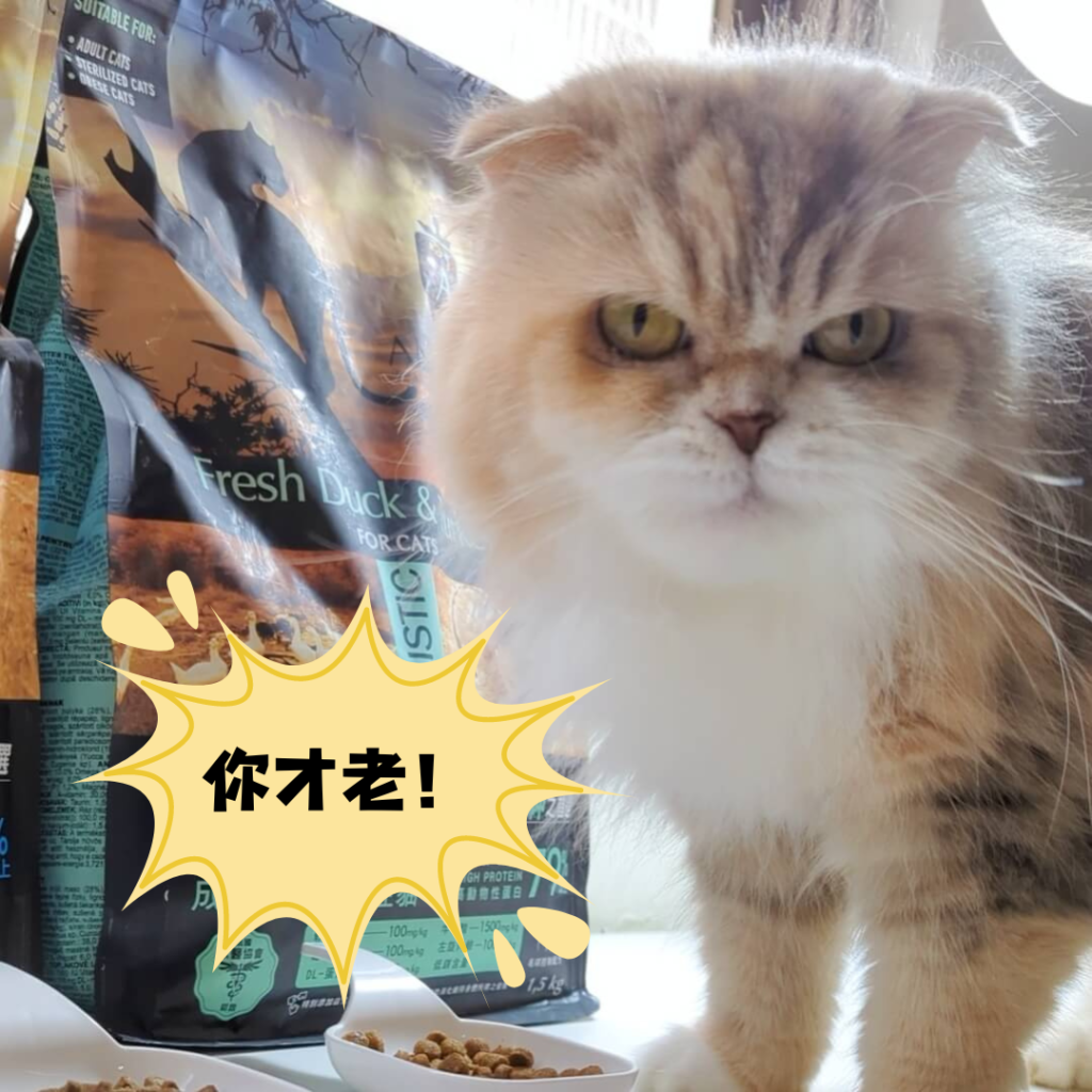 2024飼料推薦｜王品寵物｜安柏希雅 AMBROSIA 飼料-無榖鮮肉貓糧，使用高動物性蛋白，添加毛球控制配方與益生菌+益生元，讓貓貓好好吃開箱