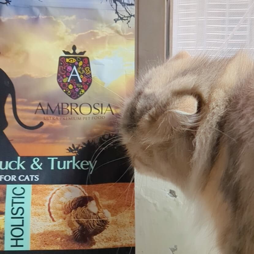 2024飼料推薦｜王品寵物｜安柏希雅 AMBROSIA 飼料-無榖鮮肉貓糧，使用高動物性蛋白，添加毛球控制配方與益生菌+益生元，讓貓貓好好吃開箱