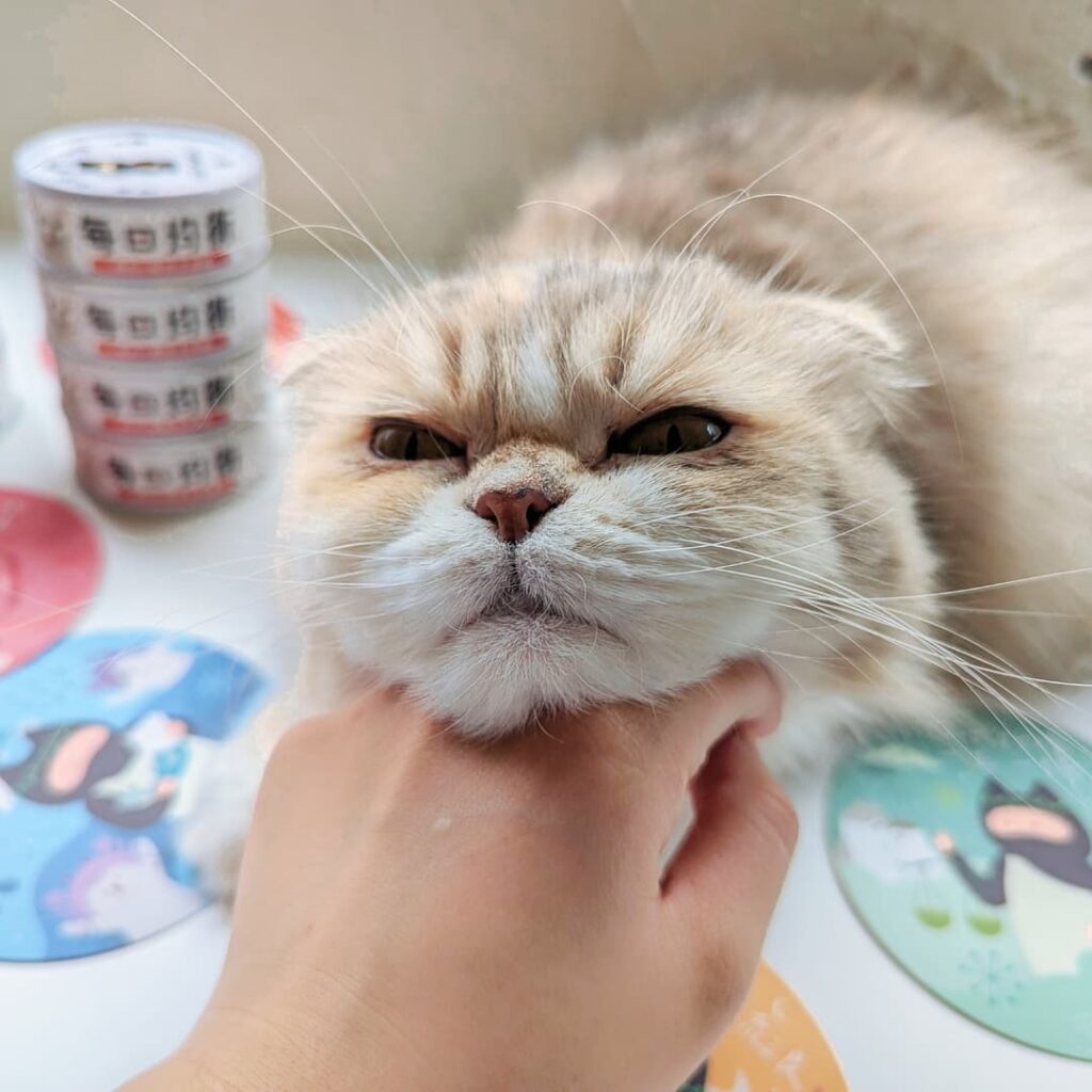 貓咪主食罐｜Catpool 貓侍 x花花動物醫院｜每日均衡主食罐 - 烏骨雞 泥狀主食罐分享-AG吃貨