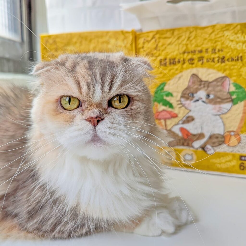 豆腐砂品牌推薦｜喵大叔Uncle Meow｜開箱喵大叔1.5mm極細豆腐砂，奶香除臭、好結塊、可沖馬桶貓砂-AG吃貨