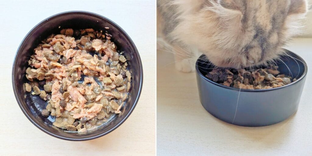 貓咪副食餐包開箱|Cat's taste貓可滋味|饗宴時光:Cat's taste 全齡綜合體驗組開箱分享-AG吃貨