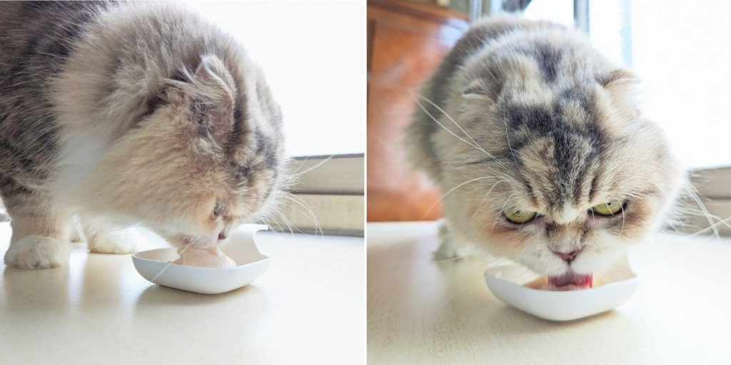 貓咪親測｜11歲折耳貓的關節保養秘訣！和樂茸茸 Pawsitive 好好動｜貓狗關節保健開箱-AG吃貨