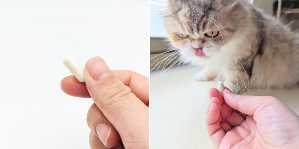 貓咪親測｜11歲折耳貓的關節保養秘訣！和樂茸茸 Pawsitive 好好動｜貓狗關節保健開箱-AG吃貨