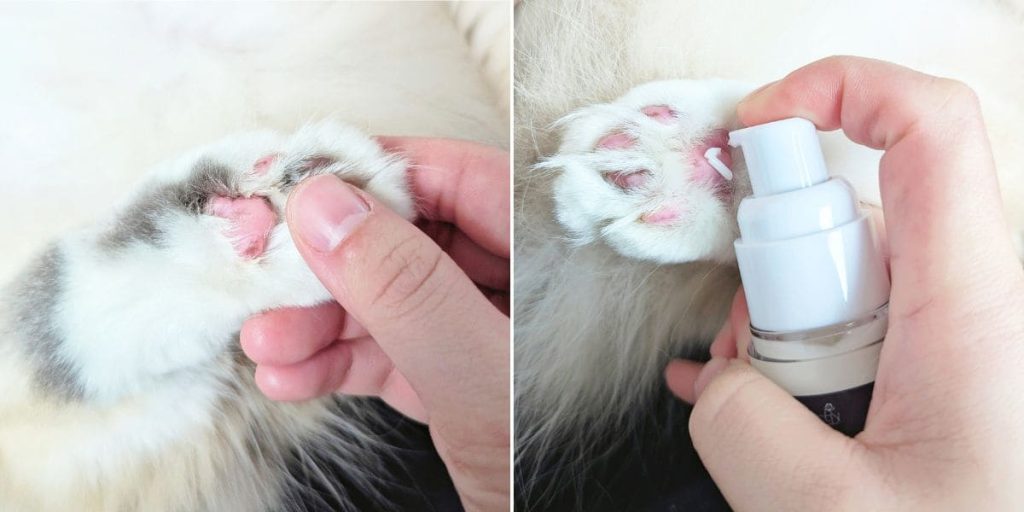 貓咪換季必備｜可沛寵護霜｜長毛貓換季皮屑到處飛、乾癢怎麼辦？11歲臭臉貓試用心得分享 -AG吃貨