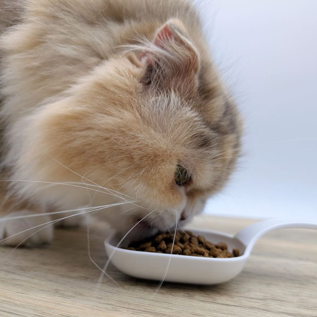貓咪親測｜Petlife｜挑嘴貓的真愛貓飼料！MIT低敏機能優穀飼料開箱實測-AG吃貨