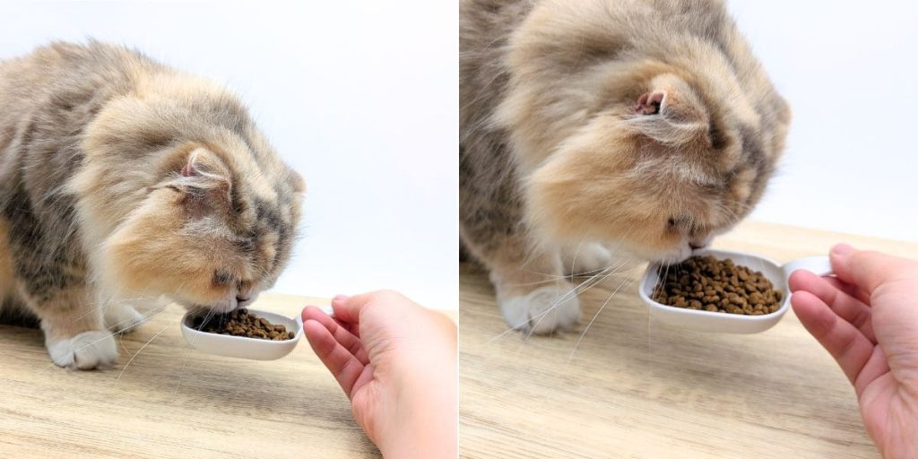 貓咪親測｜Petlife｜挑嘴貓的真愛貓飼料！MIT低敏機能優穀飼料開箱實測-AG吃貨
