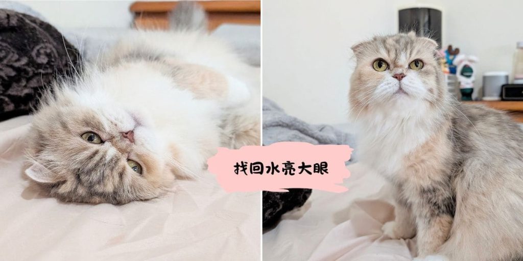 可沛好亮眼評價｜寵物眼睛保健品推薦給你：貓咪改善淚痕實測-AG吃貨