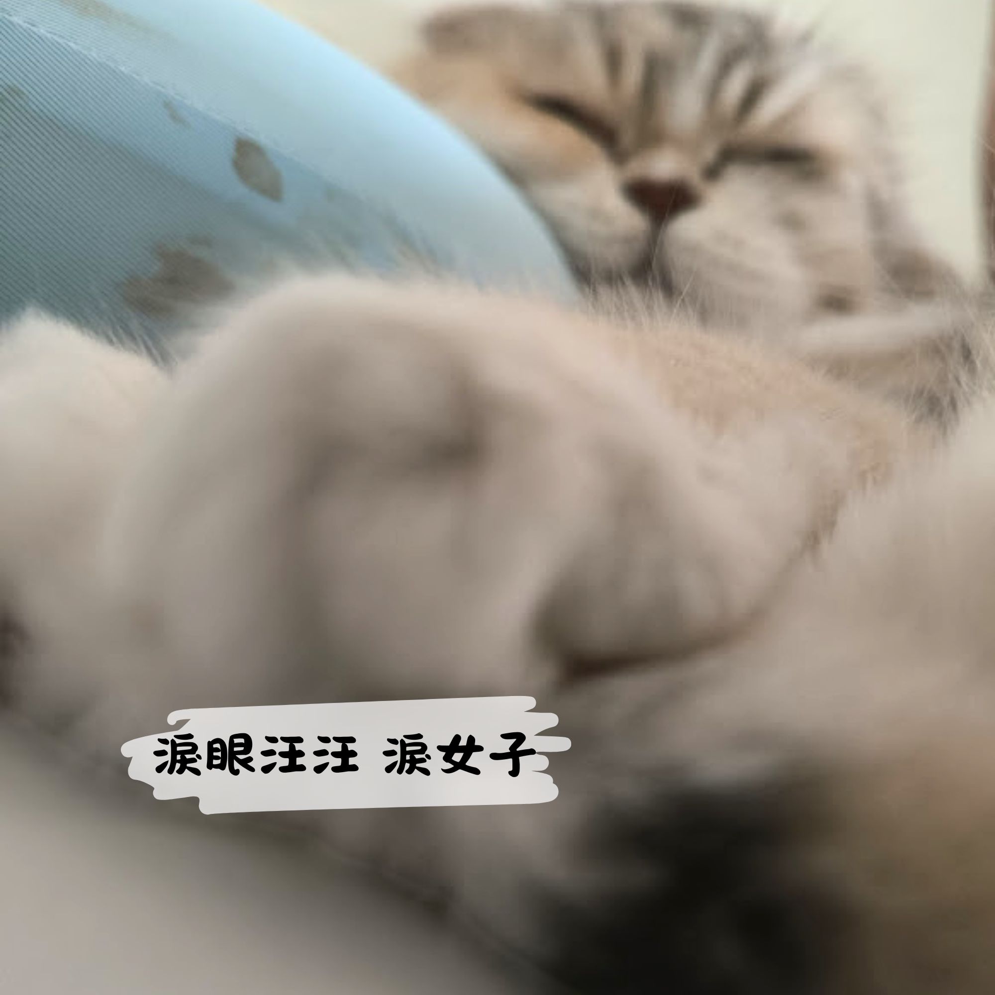 可沛好亮眼評價｜寵物眼睛保健品推薦給你：貓咪改善淚痕實測-AG吃貨