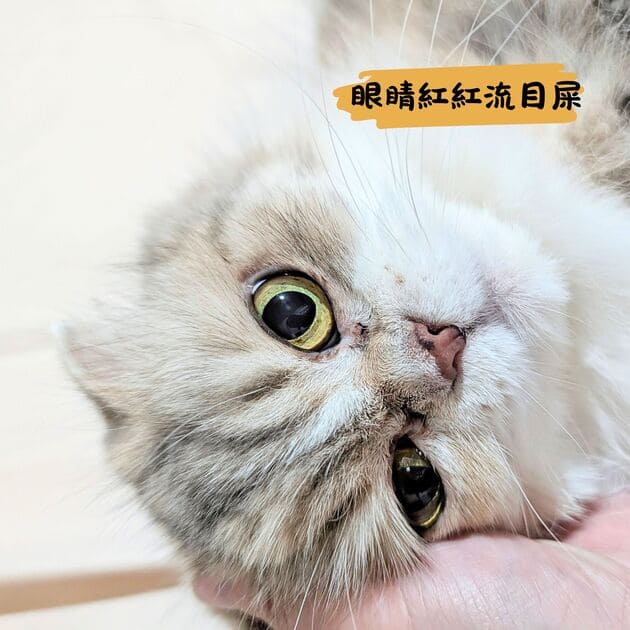 可沛好亮眼評價｜寵物眼睛保健品推薦給你：貓咪改善淚痕實測-AG吃貨