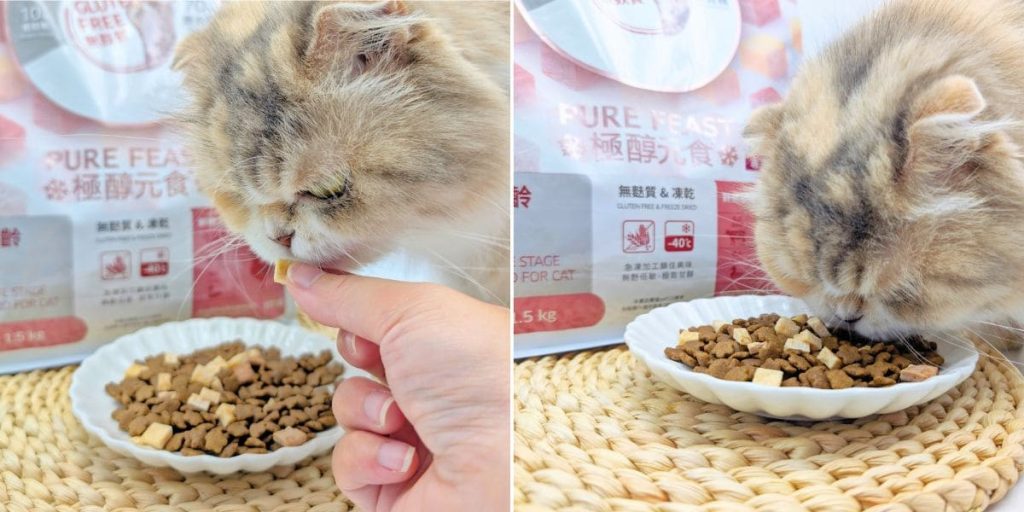 貓飼料推薦｜50年台灣品牌：信元發育寶三款人氣貓糧開箱評比｜BF33全齡貓糧、貓用餉味舞食、貓用鮮嫩三品-AG吃貨