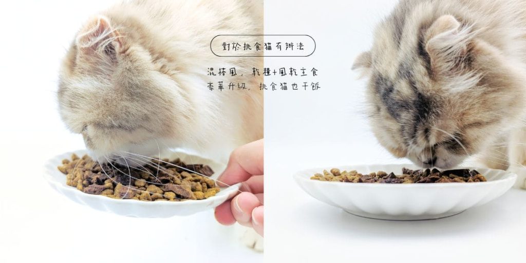 貓咪乾主食&零食｜iti一醍風｜挑食貓小花也秒殺！貓咪主食推薦、風乾零食評價分享-AG吃貨