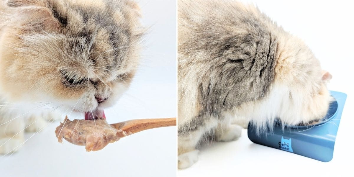主子挑嘴救星｜Cat's taste貓可滋味｜無膠主食罐開箱實測｜過敏貓也能吃的安心罐罐！AG吃貨