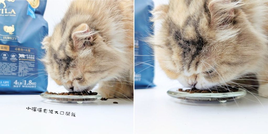 ATTILA貓飼料評價｜挑嘴貓也難敵這一口！12歲貓皇吃上癮的阿提拉貓飼料開箱，無穀貓飼料推薦大公開-AG吃貨
