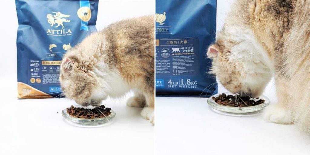 ATTILA貓飼料評價｜挑嘴貓也難敵這一口！12歲貓皇吃上癮的阿提拉貓飼料開箱，無穀貓飼料推薦大公開-AG吃貨