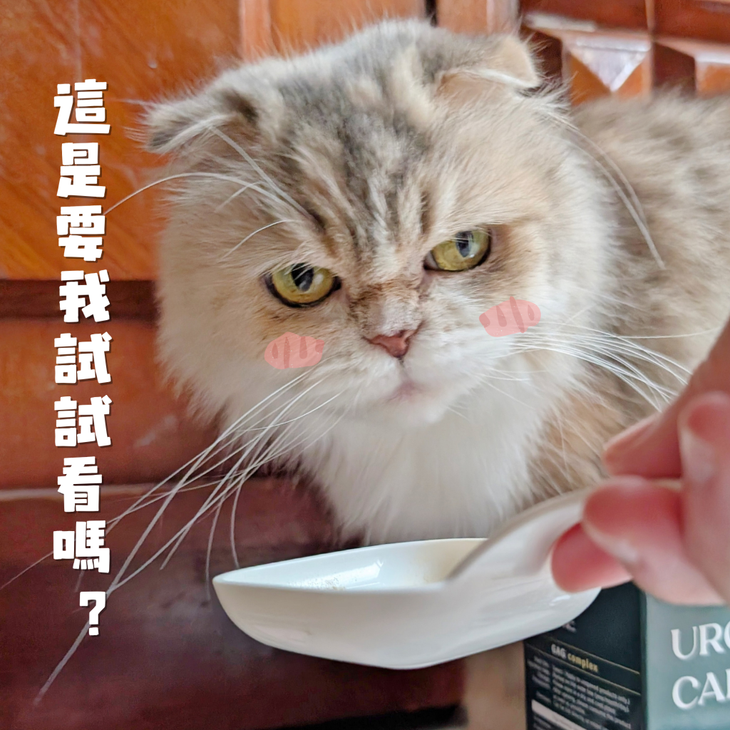 傲嬌貓的日常保健｜可沛寵藥 Koolpal 好泌活｜日常守護寵物泌尿保健品，讓貓貓好舒爽