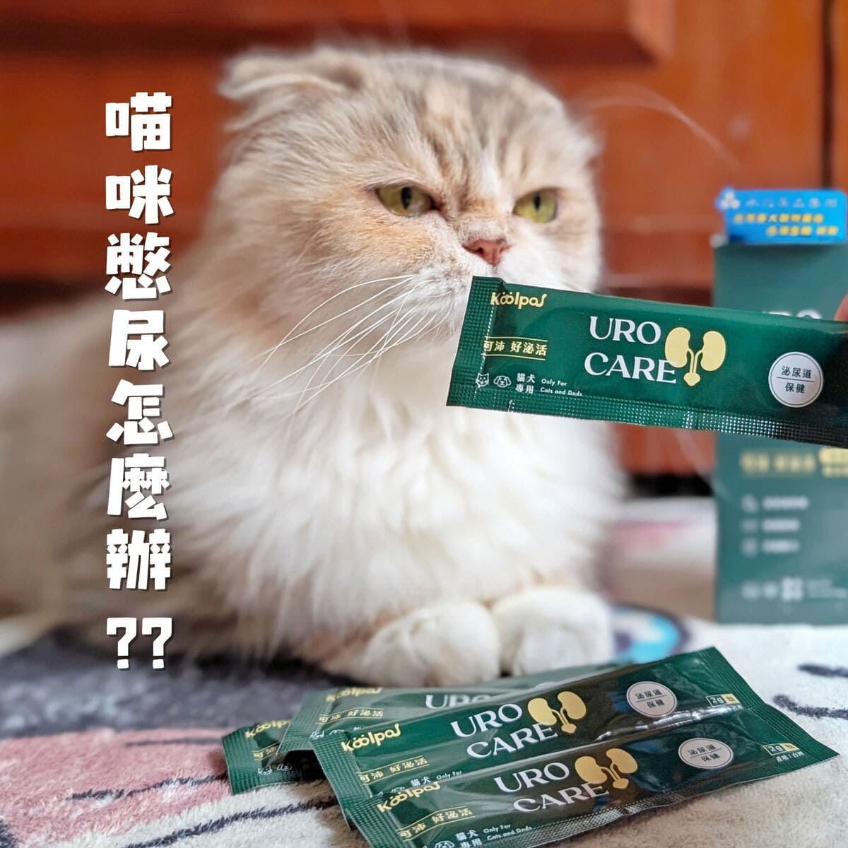 傲嬌貓的日常保健｜可沛寵藥 Koolpal 好泌活｜日常守護寵物泌尿保健品，讓貓貓好舒爽