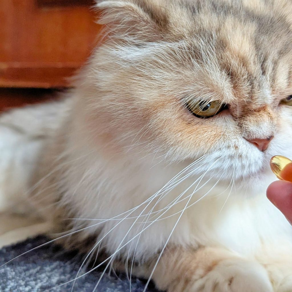 毛孩保健開箱：寵物魚油如何挑選？我家摺耳貓的保養秘訣「撇步PETBO寵物魚油膠囊」分享-AG吃貨