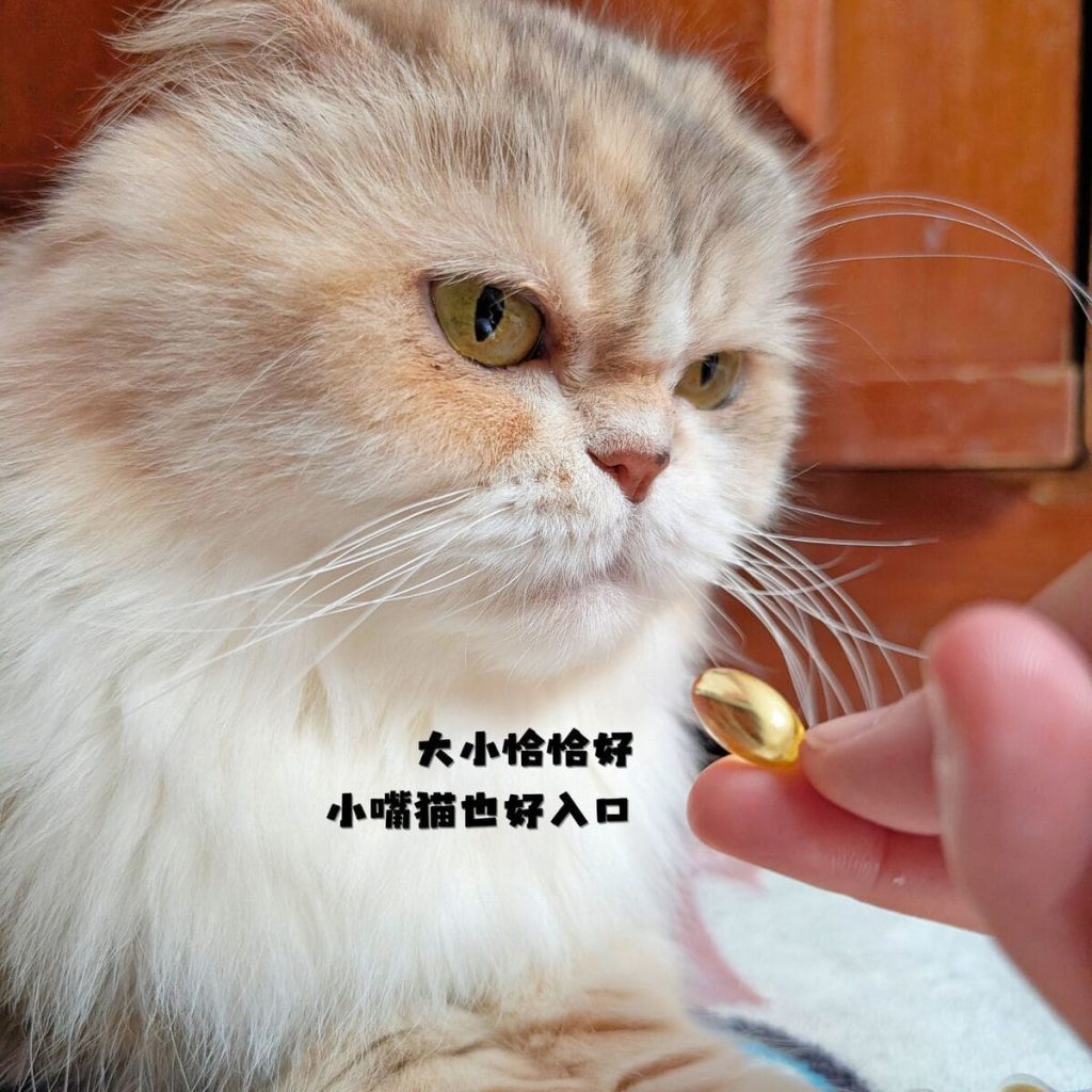 毛孩保健開箱：寵物魚油如何挑選？我家摺耳貓的保養秘訣「撇步PETBO寵物魚油膠囊」分享-AG吃貨