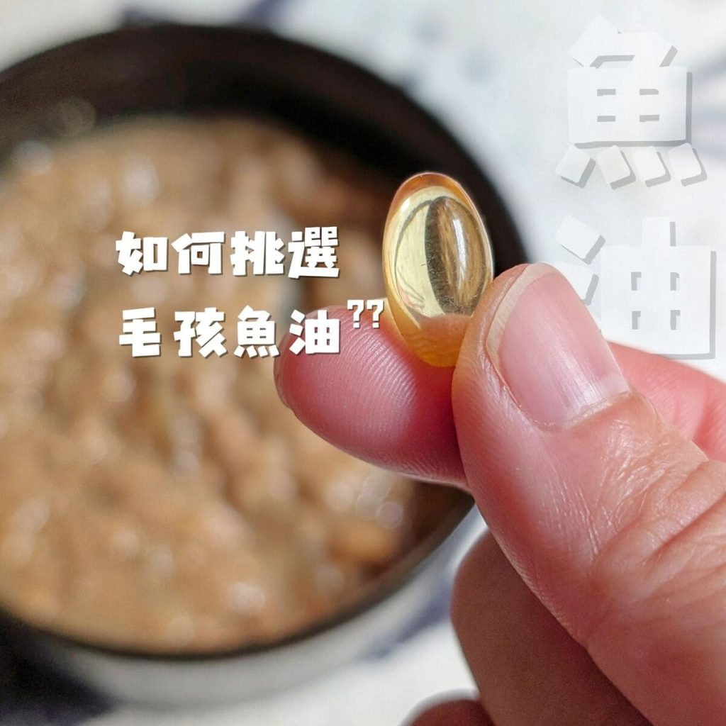 毛孩保健開箱：寵物魚油如何挑選？我家摺耳貓的保養秘訣「撇步PETBO寵物魚油膠囊」分享-AG吃貨