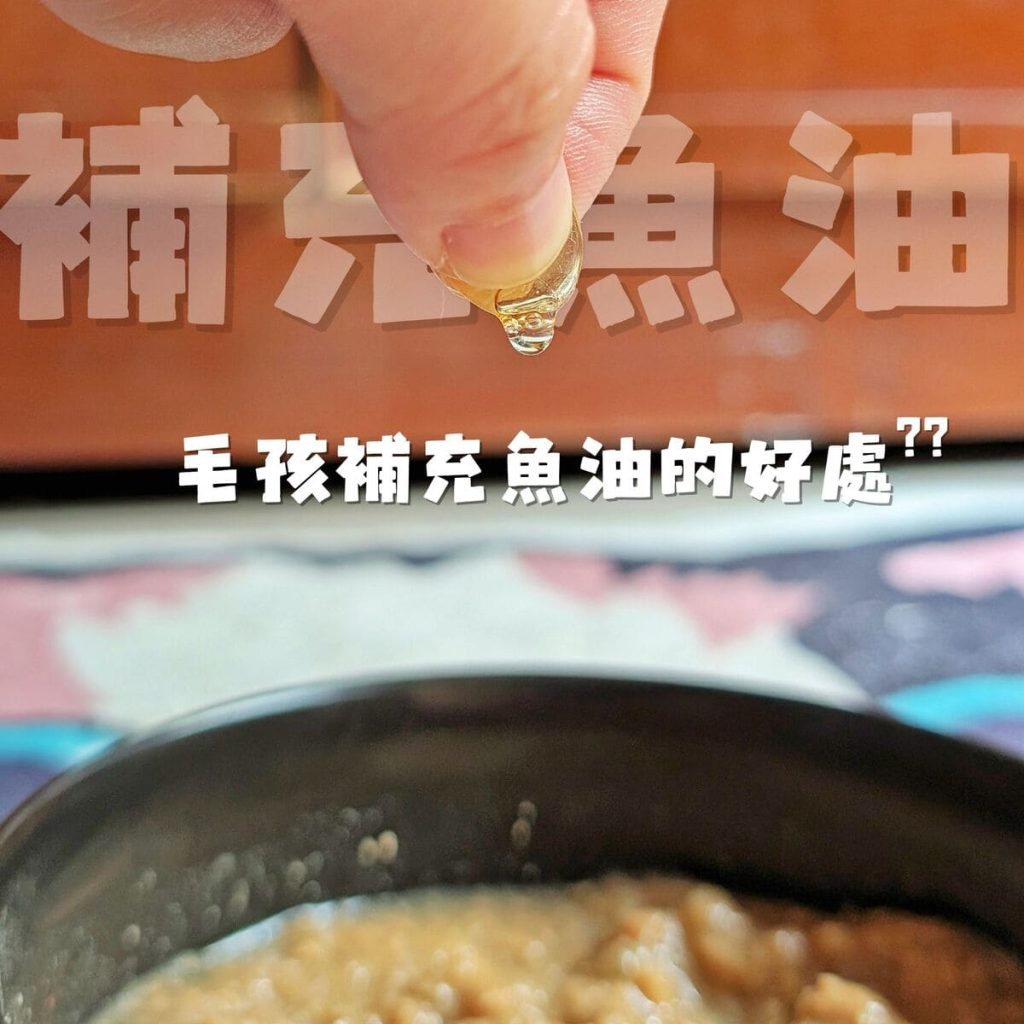 毛孩保健開箱：寵物魚油如何挑選？我家摺耳貓的保養秘訣「撇步PETBO寵物魚油膠囊」分享-AG吃貨