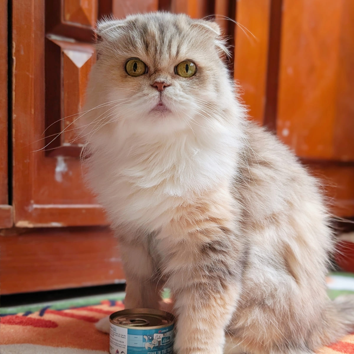 貓飼料開箱｜挑嘴貓「小花」與 Annamaet安娜美廚 29號配方 天然無穀貓糧 體驗：極地鱈魚的驚喜魅力！AG吃貨