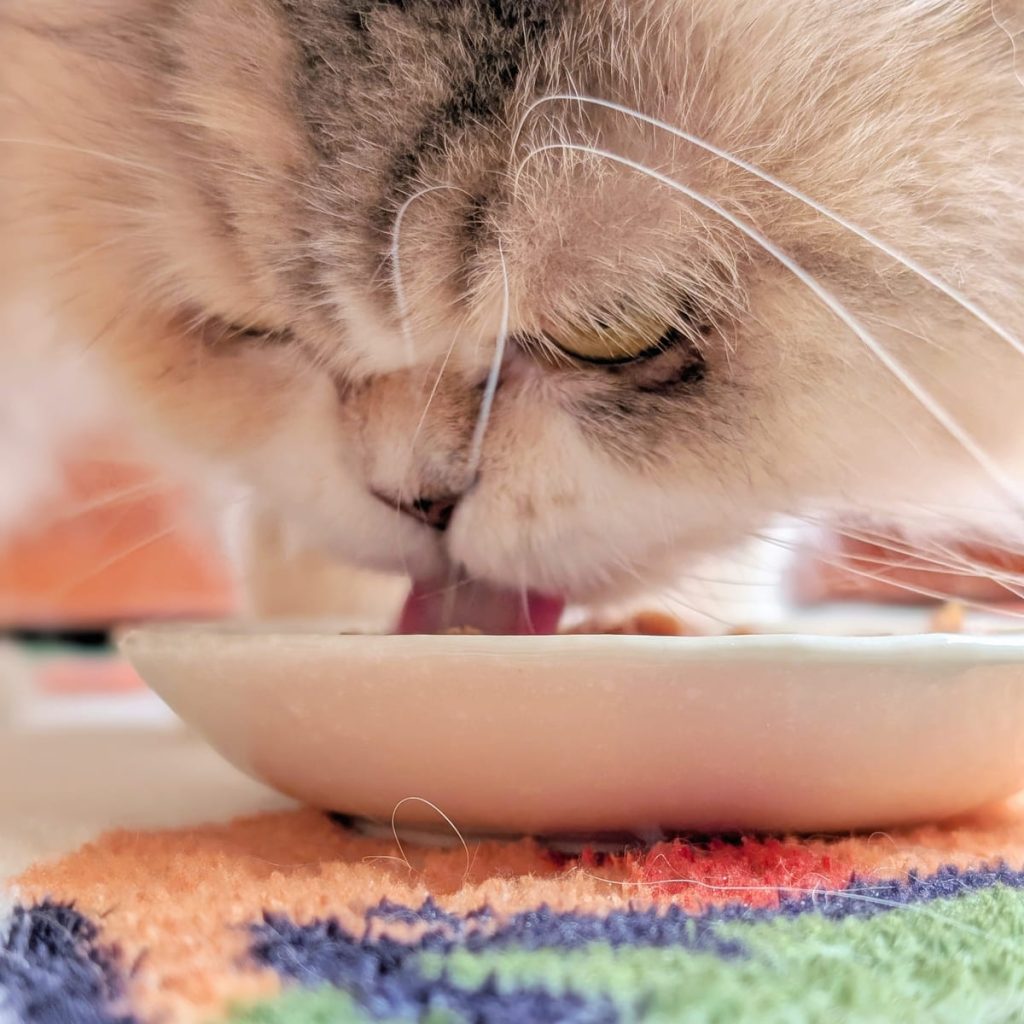 貓咪主食罐｜挑嘴貓的實測心得：Cats in the Kitchen 凱特美廚 主食罐，真的是挑嘴貓救星嗎？主食罐怎麼挑？AG吃貨