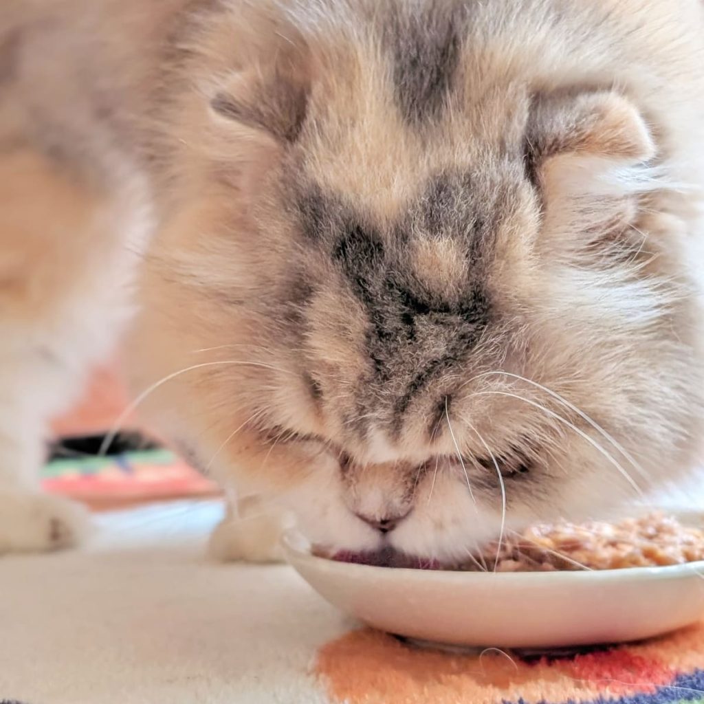 貓咪主食罐｜挑嘴貓的實測心得：Cats in the Kitchen 凱特美廚 主食罐，真的是挑嘴貓救星嗎？主食罐怎麼挑？AG吃貨
