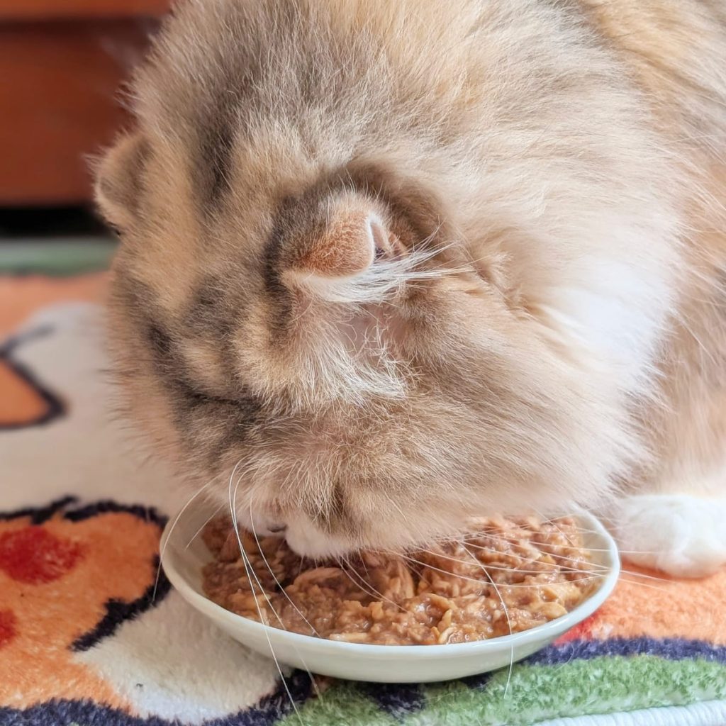 貓咪主食罐｜挑嘴貓的實測心得：Cats in the Kitchen 凱特美廚 主食罐，真的是挑嘴貓救星嗎？主食罐怎麼挑？AG吃貨