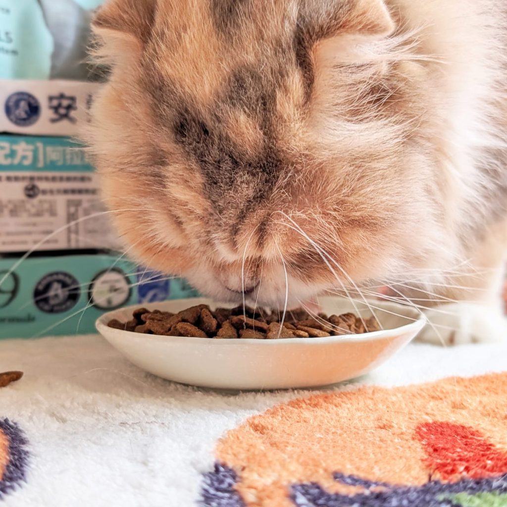 貓飼料開箱｜挑嘴貓「小花」與 Annamaet安娜美廚 29號配方 天然無穀貓糧 體驗：極地鱈魚的驚喜魅力！AG吃貨