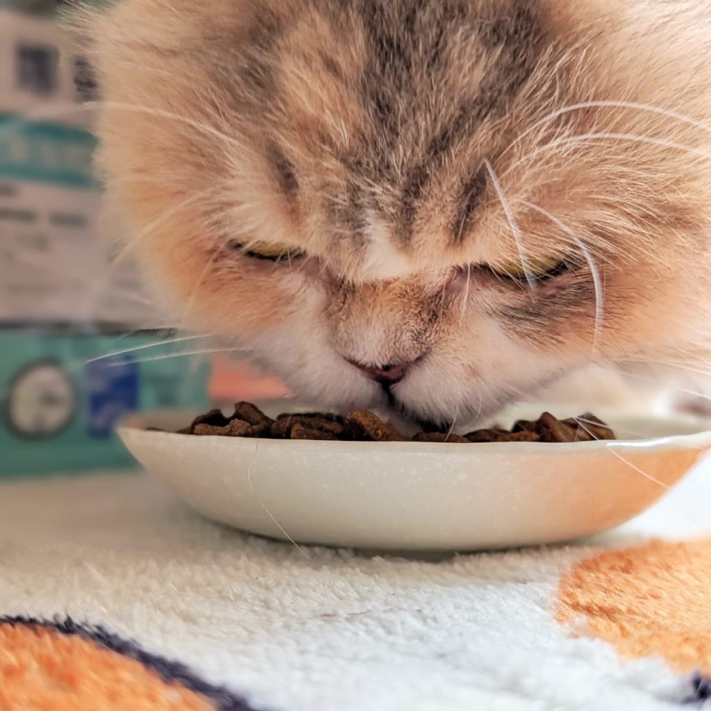 貓飼料開箱｜挑嘴貓「小花」與 Annamaet安娜美廚 29號配方 天然無穀貓糧 體驗：極地鱈魚的驚喜魅力！AG吃貨