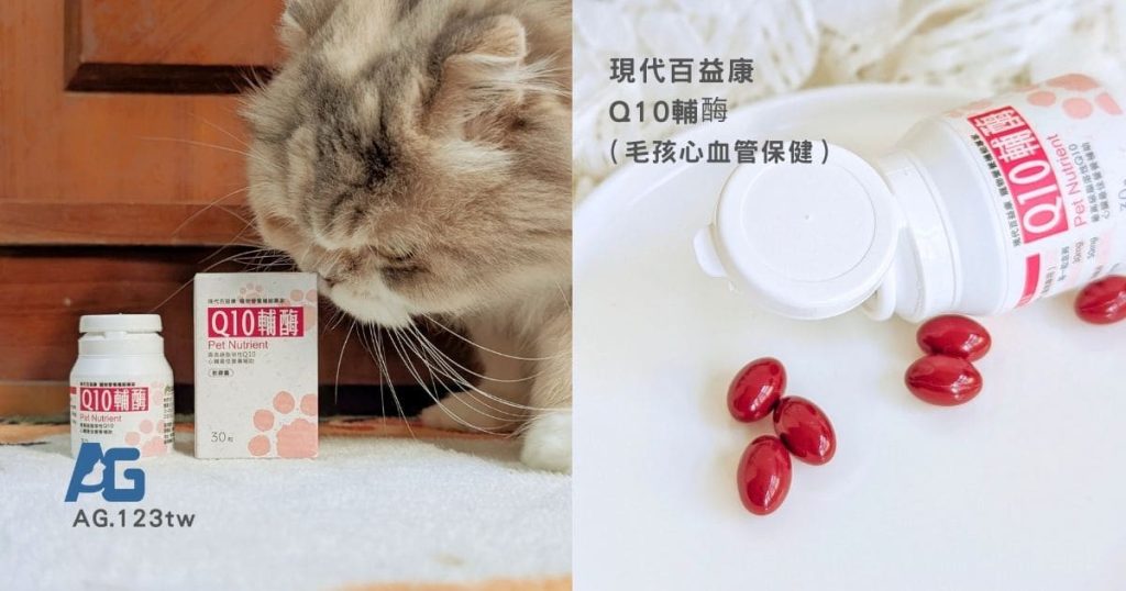 寵物心血管保養 ｜熟齡貓的保健日常：12歲摺耳貓小花的「現代百益康Q10輔酶」體驗分享-貓咪心臟保健-AG吃貨