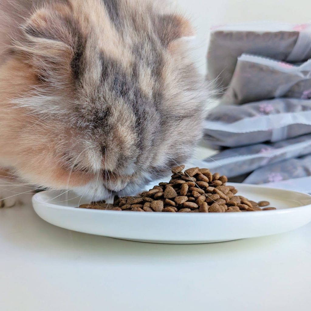 熟齡貓飼料開箱｜挑嘴13歲摺耳貓也願意主動吃！INDIGO英迪格有機貓糧7+開箱分享｜英迪格貓飼料評價-AG吃貨