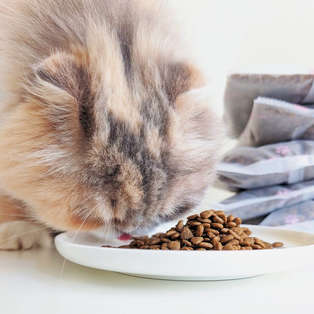 熟齡貓飼料開箱｜挑嘴13歲摺耳貓也願意主動吃！INDIGO英迪格有機貓糧7+開箱分享｜英迪格貓飼料評價-AG吃貨